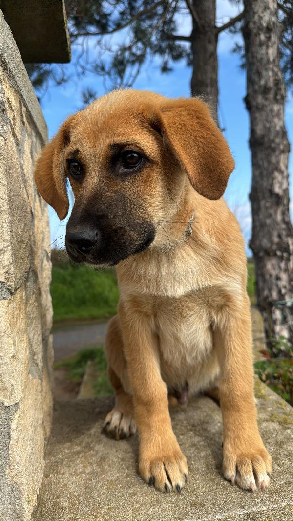 Neto splendido dolce cucciolotto cerca famiglia  Foto 3